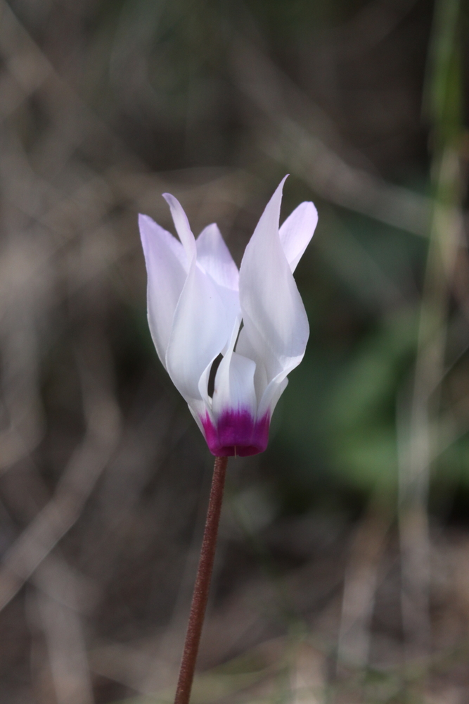 Cyclamen seul