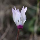 Cyclamen seul