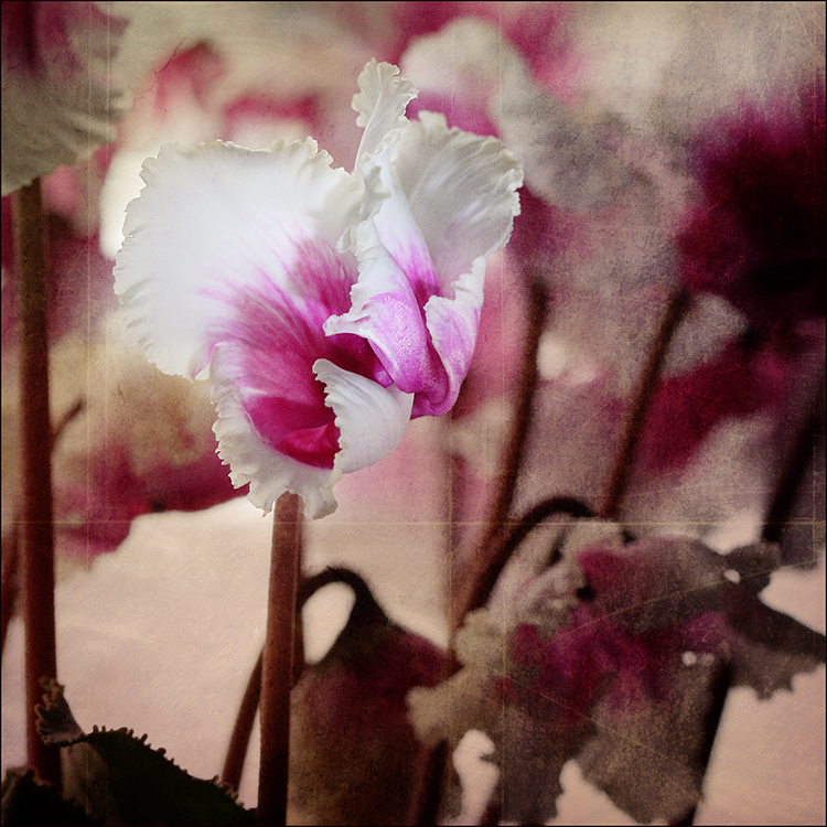 []...cyclamen.persicum...[]