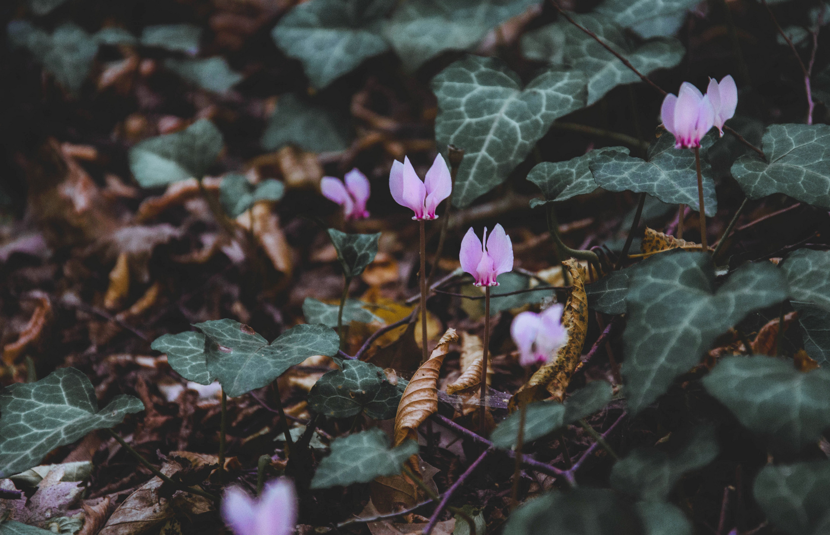 Cyclamens