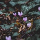 Cyclamens