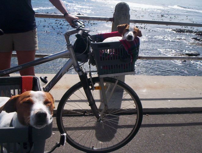 cycle ride for the dogs