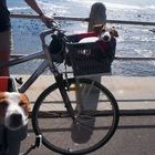 cycle ride for the dogs