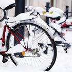 Cycles & Snow