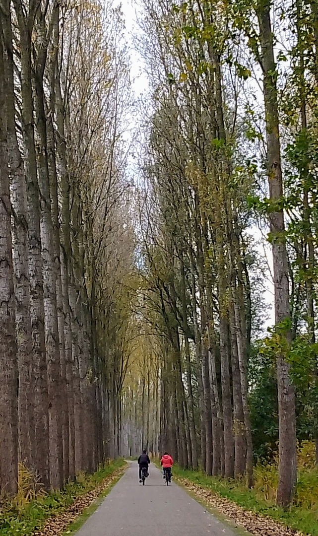 Cycling in the Netherlands 