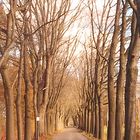 Cycling in the Netherlands 