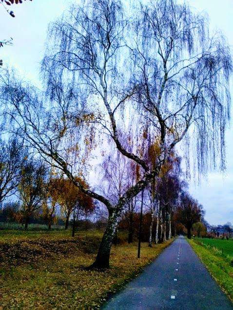 Cycling in the Netherlands 