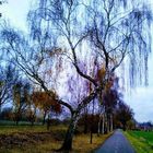 Cycling in the Netherlands 