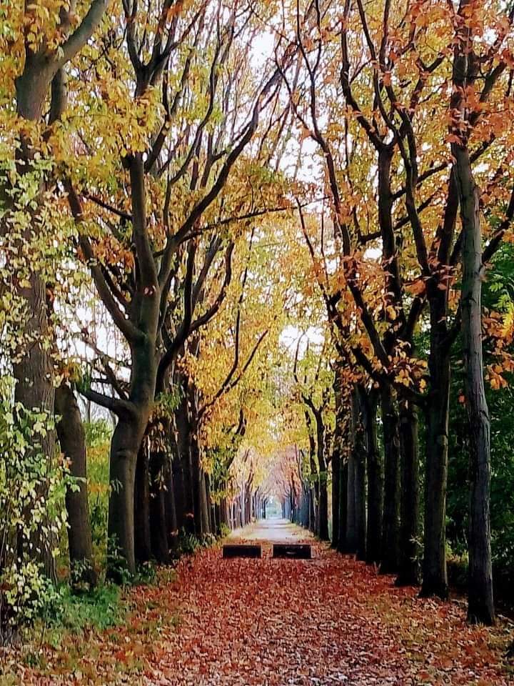 Cycling in the Netherlands 