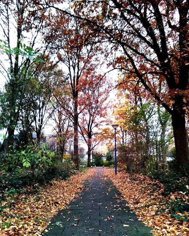 Cycling in the Netherlands 