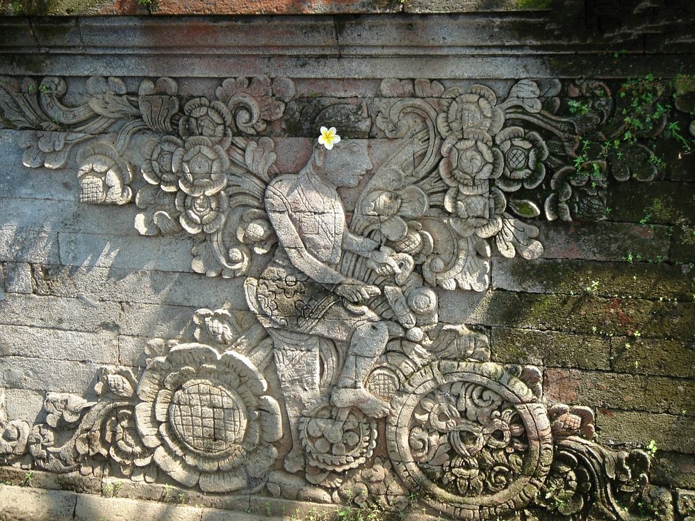 cycliste à la fleur de frangipanier