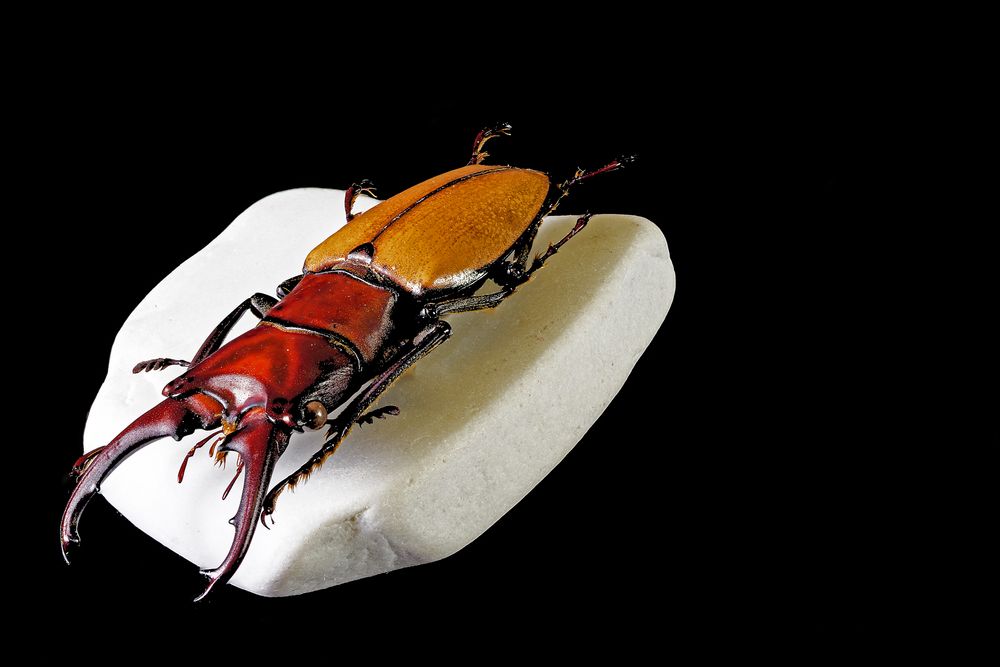 Cyclommatus bicolor II Foto & Bild nah & makro, techniken, aufnahme