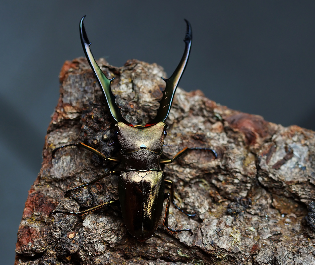 Cyclommatus metallifer, Männchen Foto & Bild tiere, wildlife