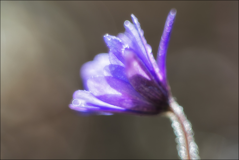 Cyclop (85mm, F1,5) #2