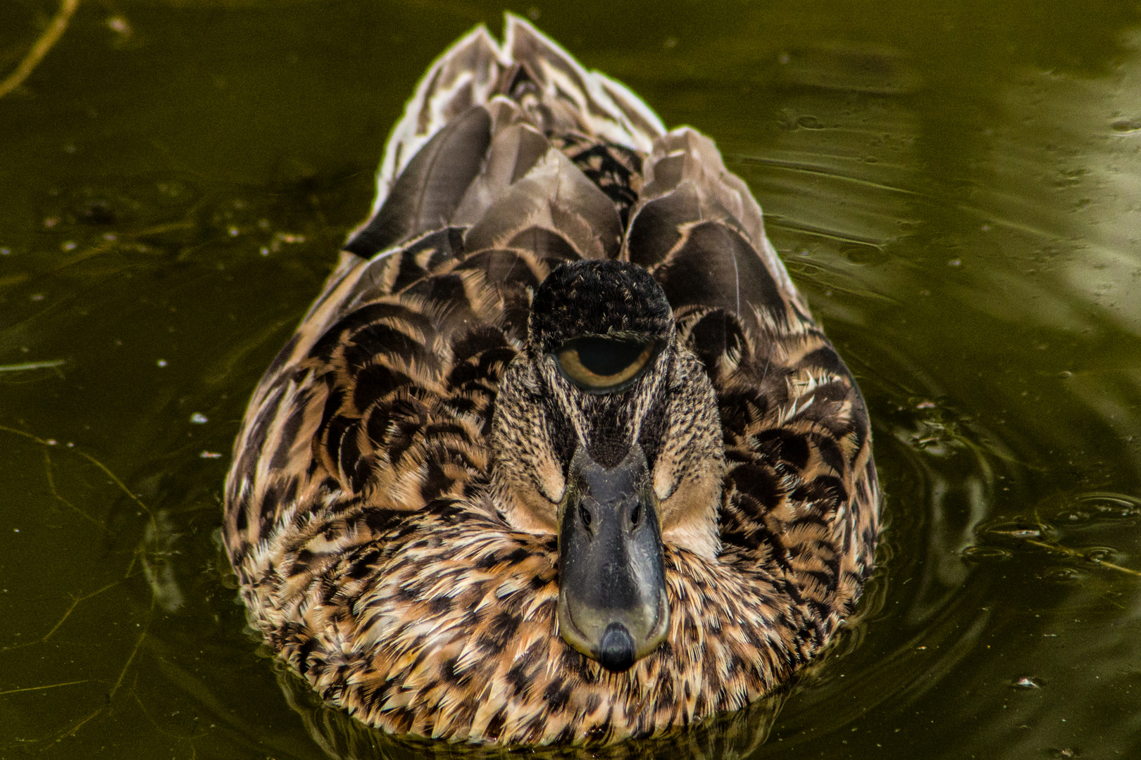 Cyclop Duck