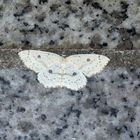 Cyclophora albipunctata