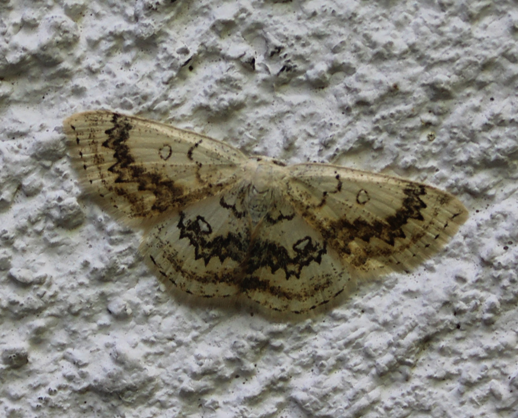 Cyclophora annularia- Ahorn Gürtelspanner