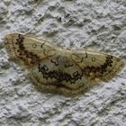 Cyclophora annularia- Ahorn Gürtelspanner