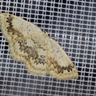 Cyclophora annularia