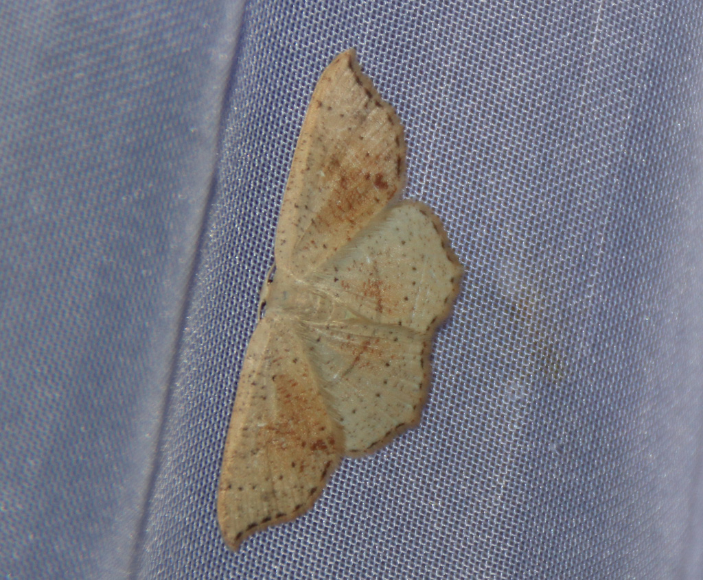 Cyclophora punctaria - Gepunkteter Eichen-Gürtelpuppenspanner 