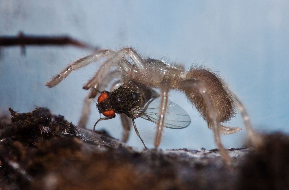 Cyclosternum fasciatum - 4mm