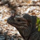 Cyclura cornuta...