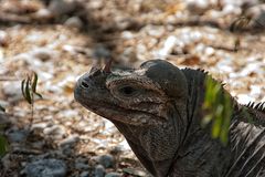 Cyclura cornuta...