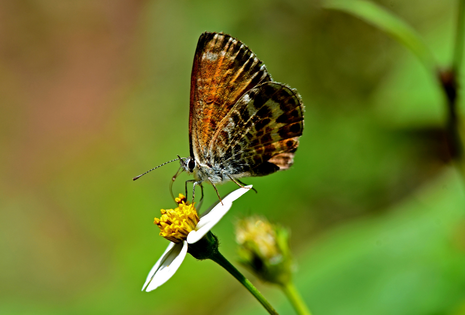 Cyclyrius webbianus