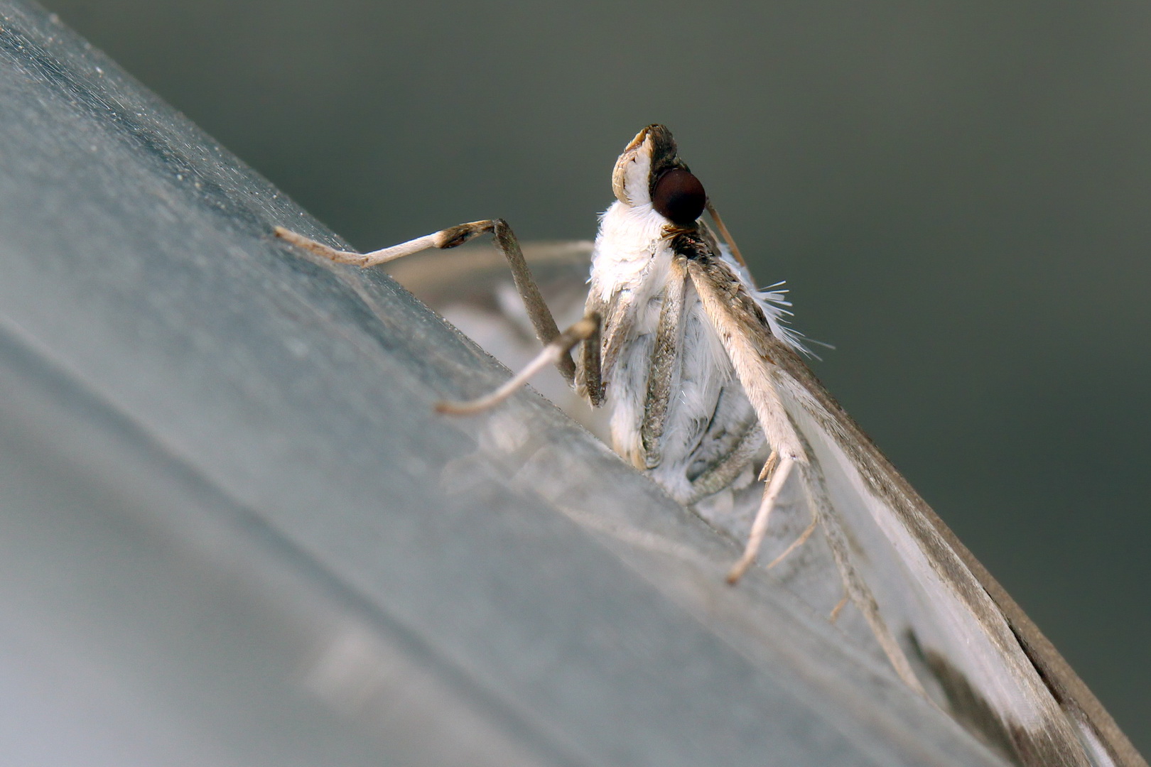 Cydalima perspectalis