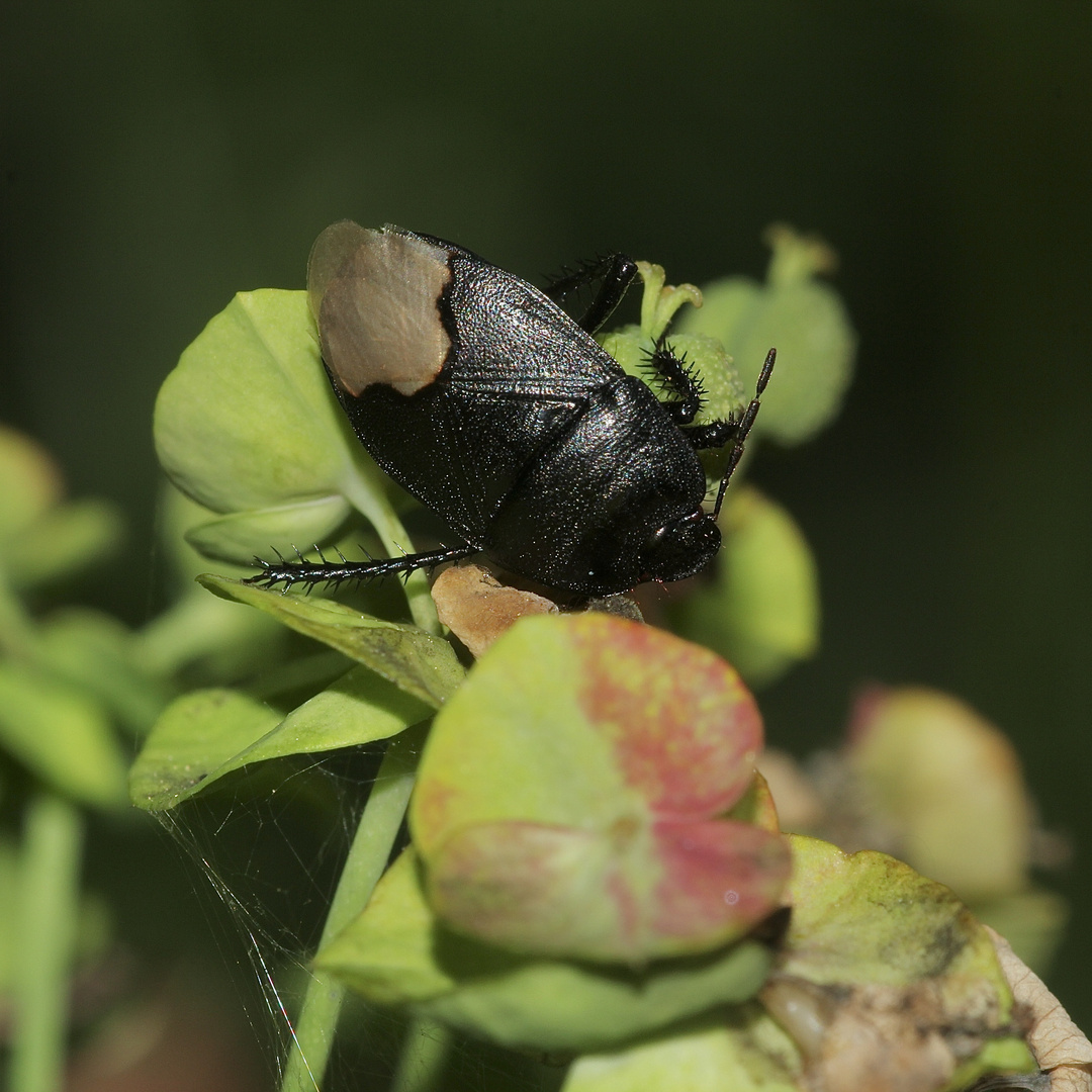 Cydnus aterrimus, die Wolfsmilch-Erdwanze