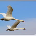 cygne