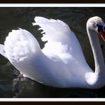 Cygne ....