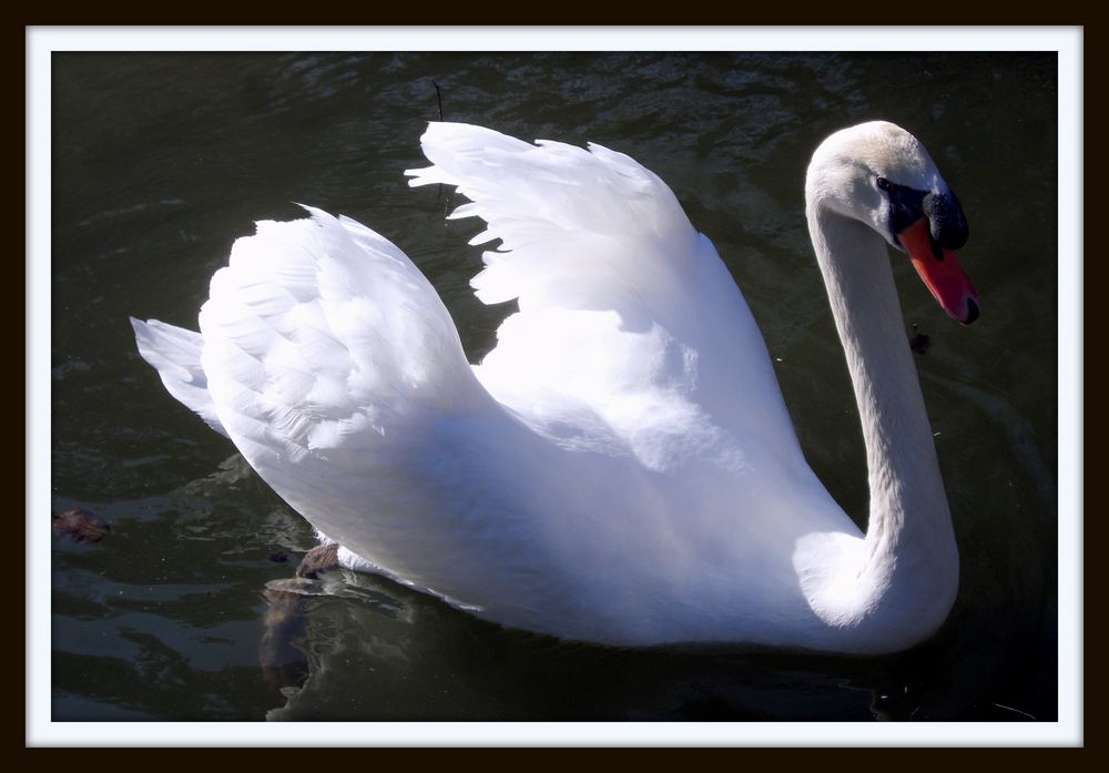 Cygne ....