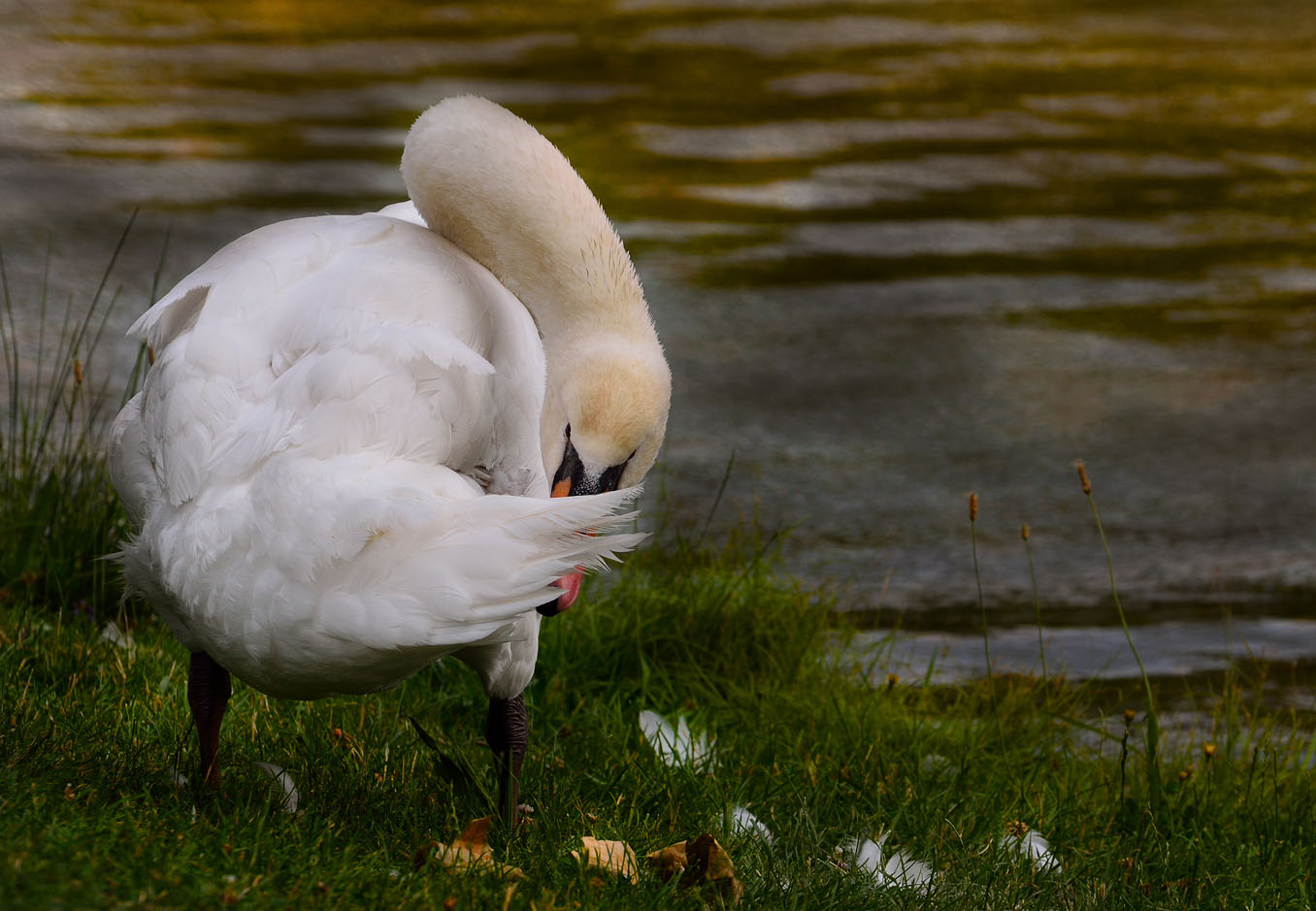 CYGNE..............:))