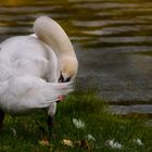 CYGNE..............:))