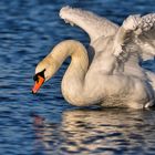 Cygne