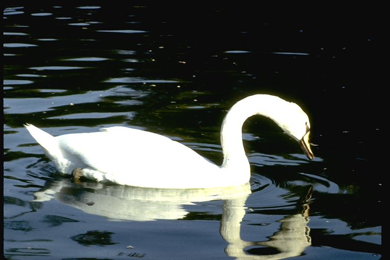 cygne