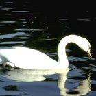 cygne