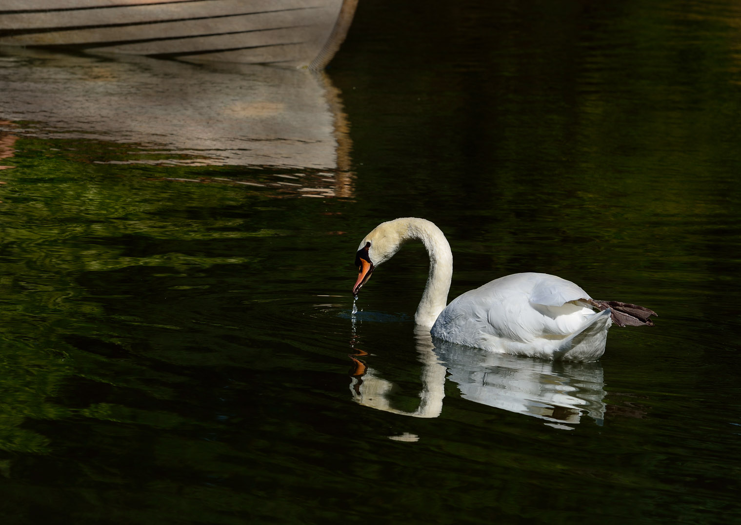 CYGNE...........:))