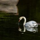 CYGNE...........:))