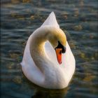 Cygne