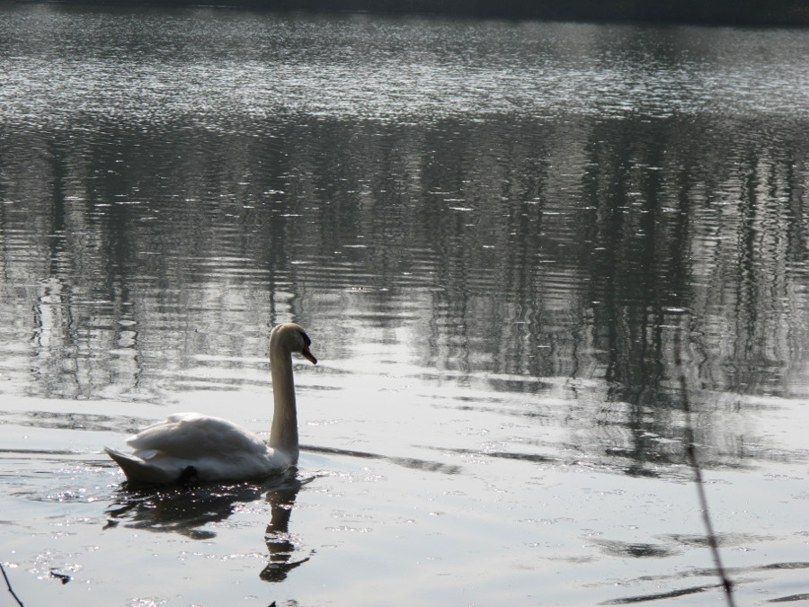 cygne 2