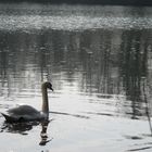 cygne 2