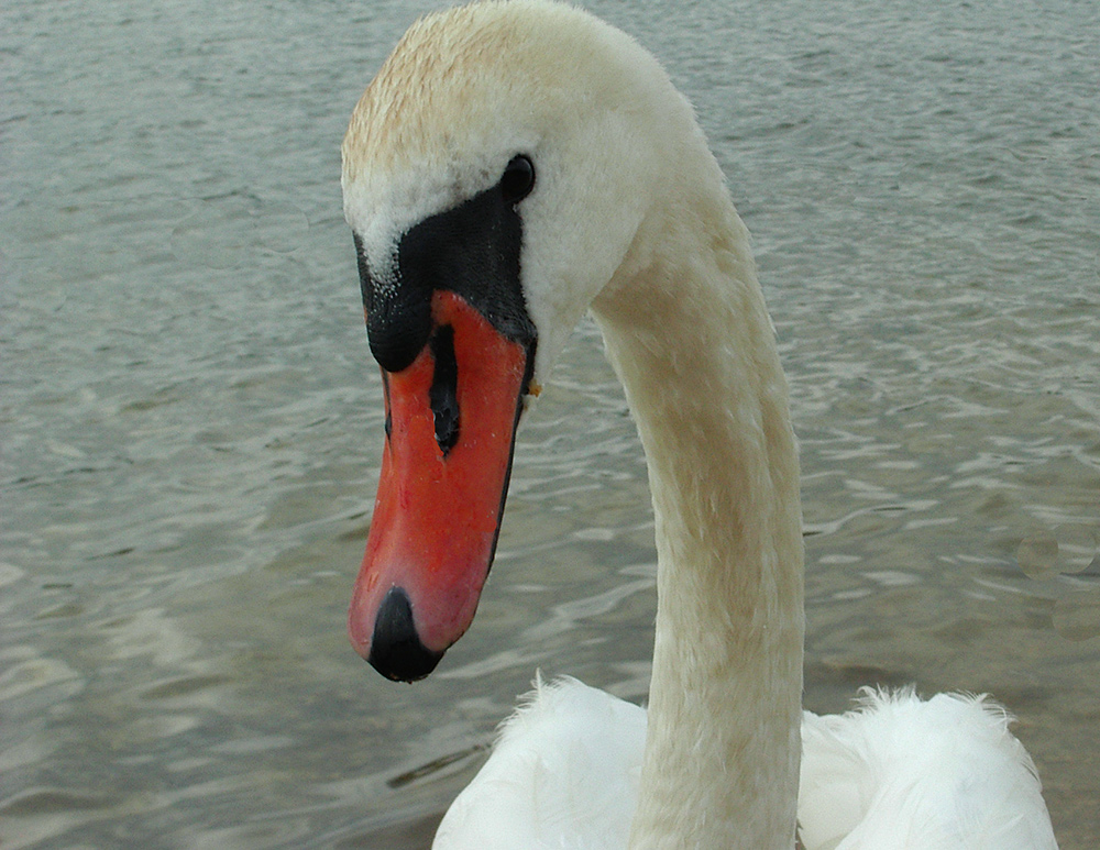 cygne 2