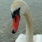 cygne 2