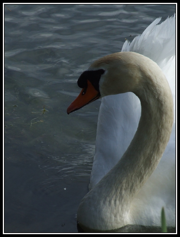 Cygne-2