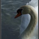 Cygne-2