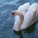 cygne 2