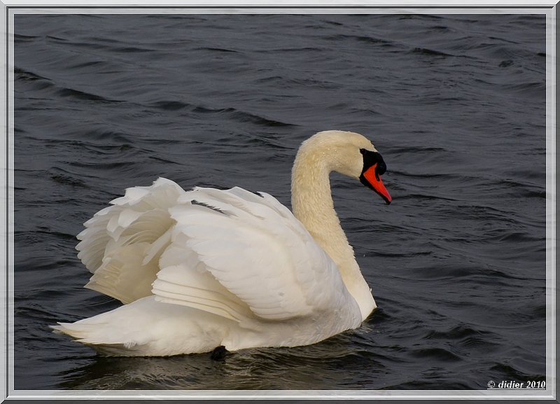 cygne 2