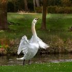 CYGNE:))))